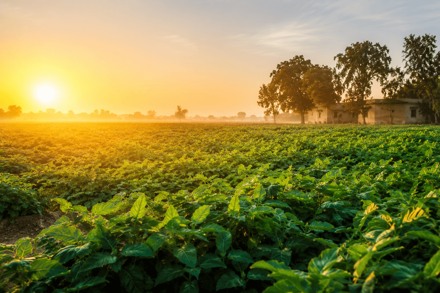 Agricultural field at sunrise